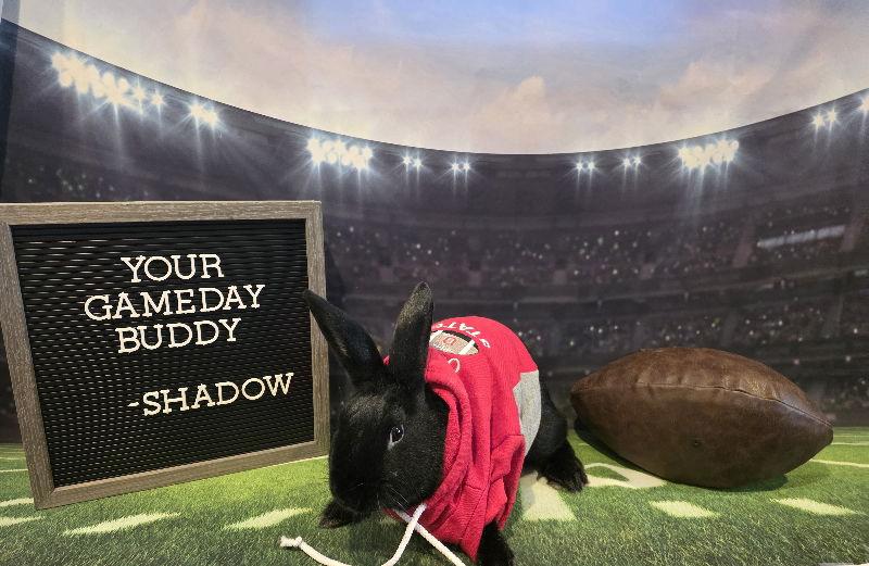 Enlarge Shadow, a Adoptable New Zealand in Columbus, OH image 3/3