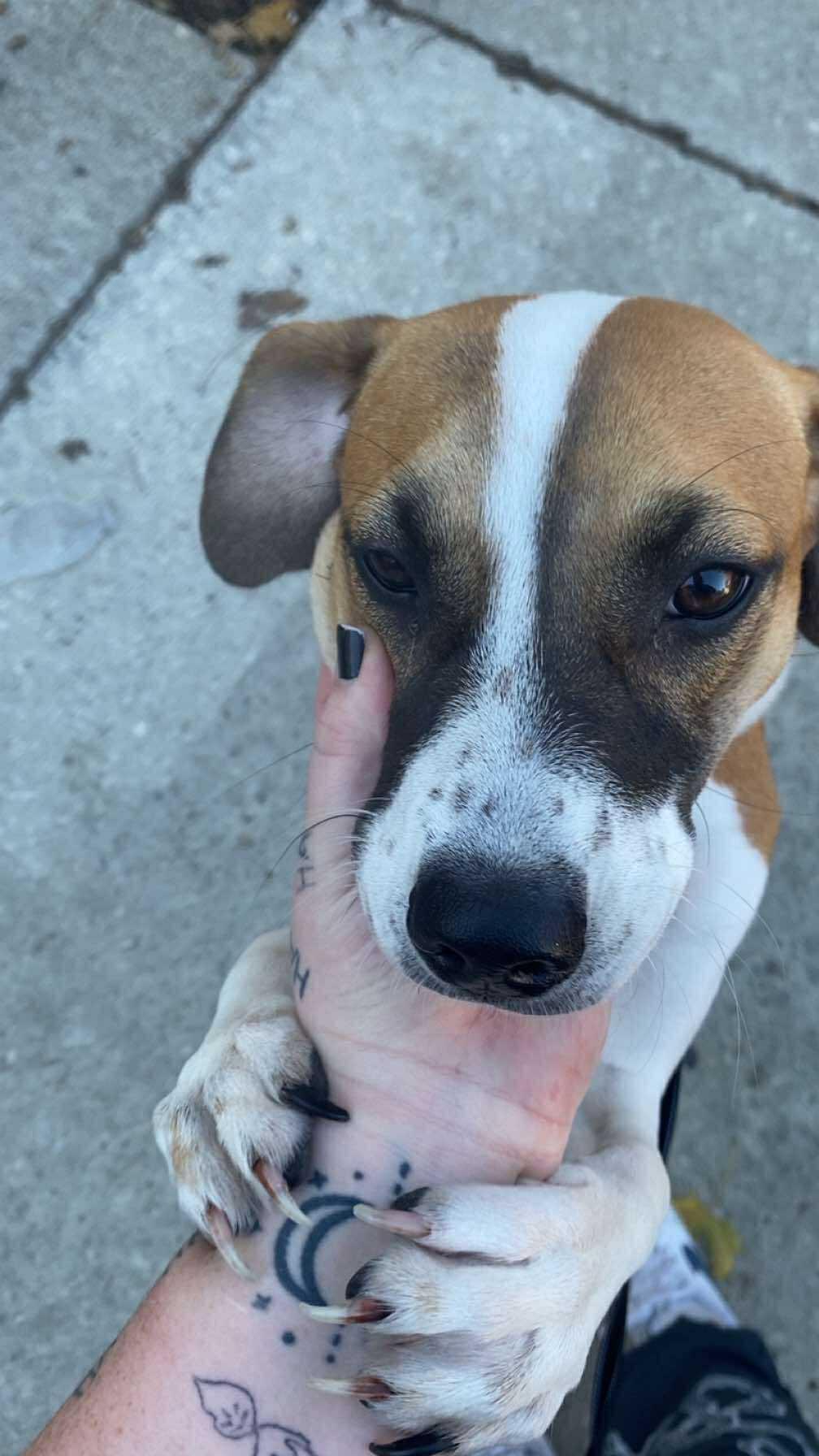 Zina, Adopted, Young Female Beagle & Terrier.