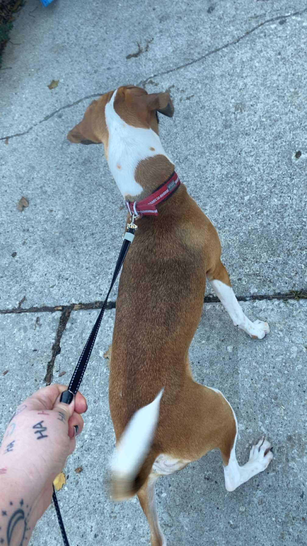 Enlarge Zina, a Adopted mixed breed in St Henry, OH image 2/2