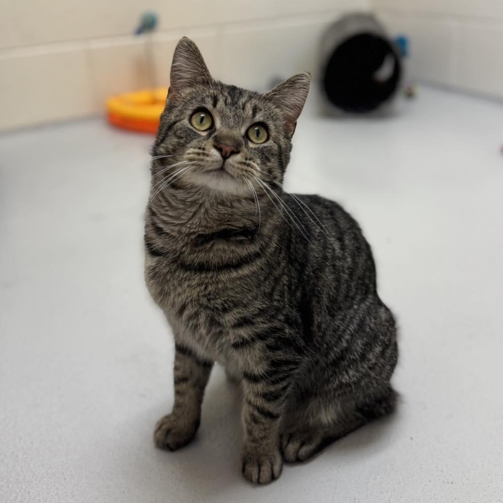 Bubba, ADOPTABLE, Adult Male Domestic Short Hair.