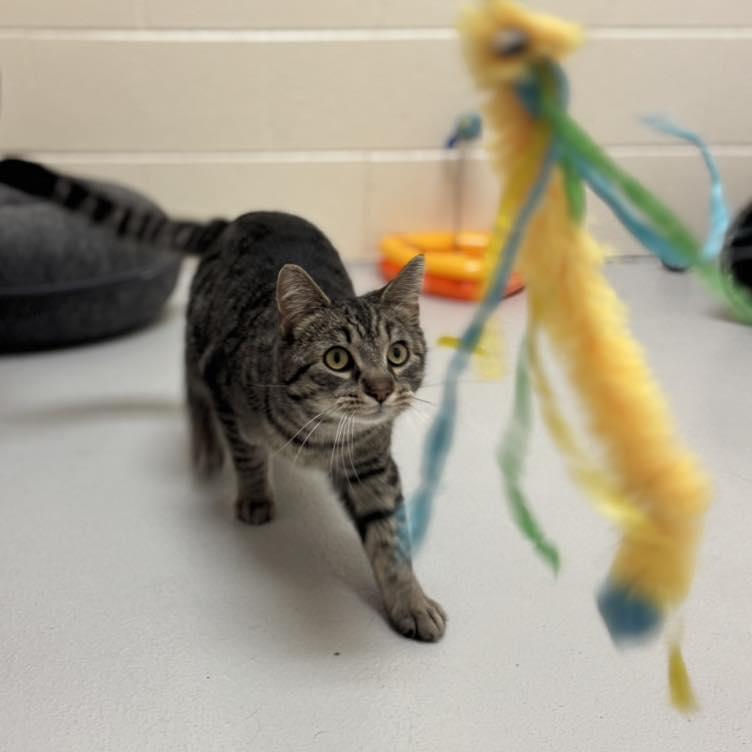 Enlarge Bubba, a ADOPTABLE mixed breed in Fremont, MI image 4/5