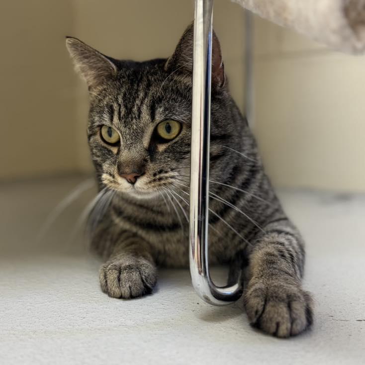 Enlarge Bubba, a ADOPTABLE mixed breed in Fremont, MI image 5/5