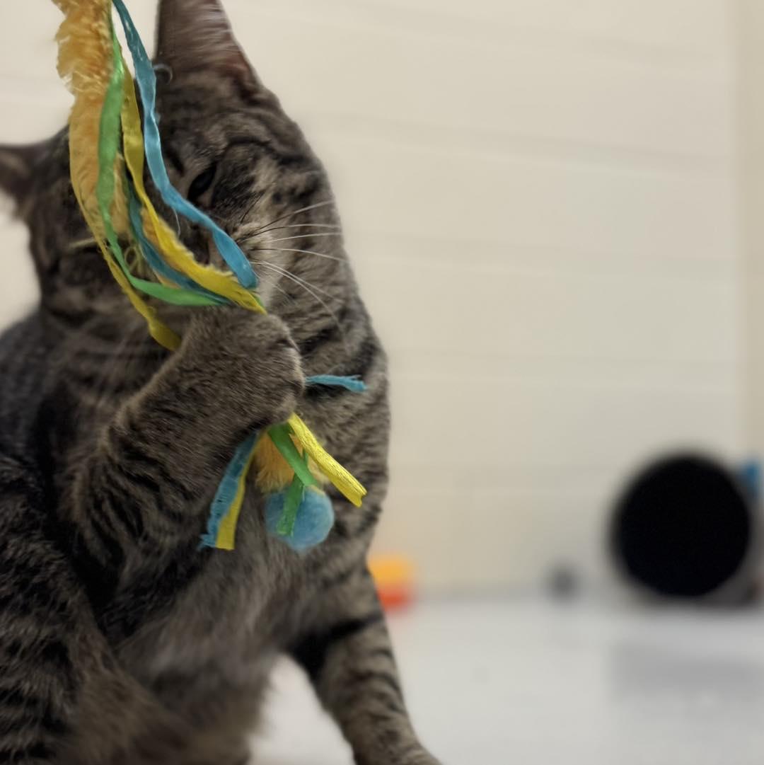 Enlarge Bubba, a ADOPTABLE mixed breed in Fremont, MI image 3/5