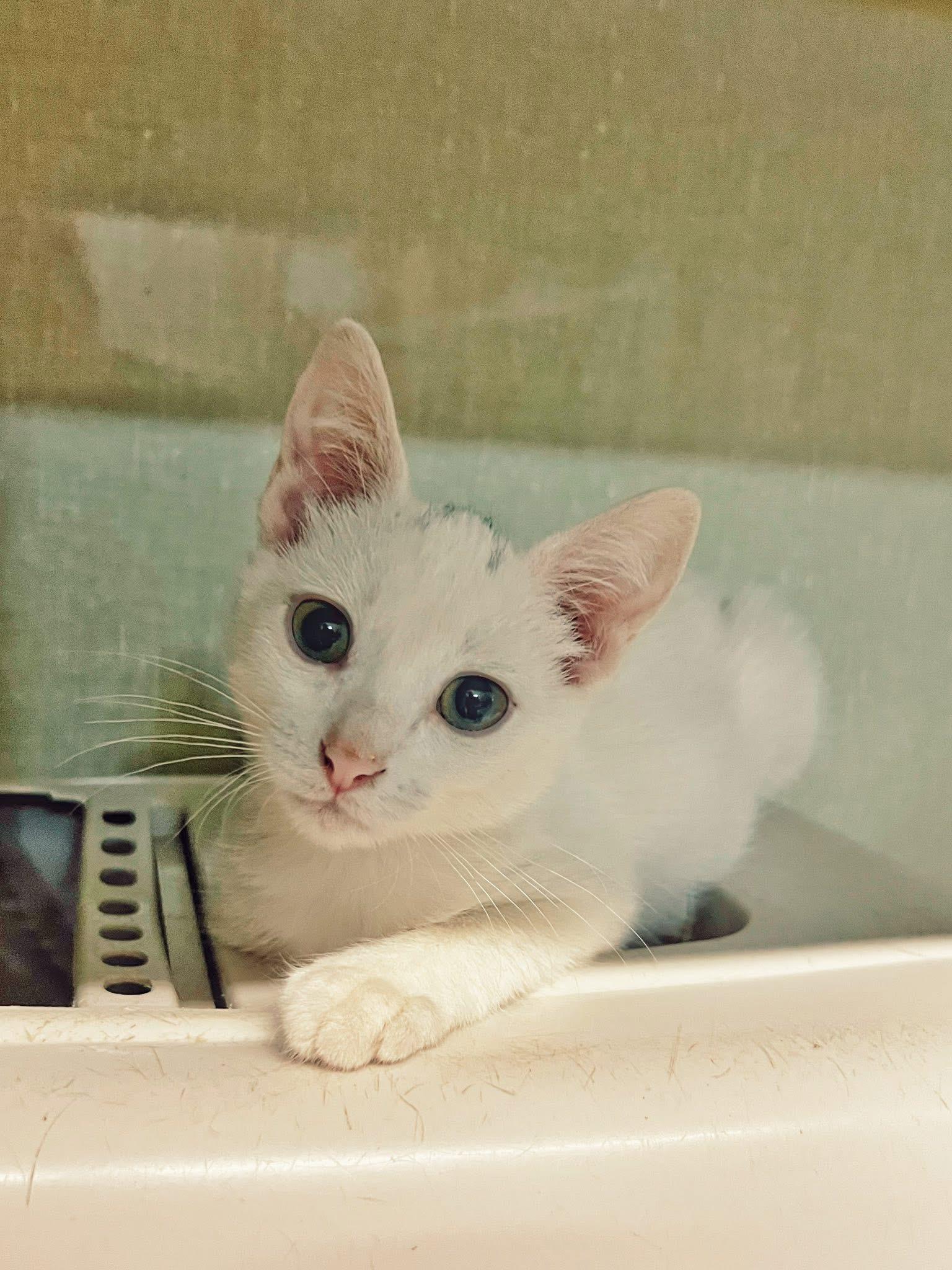 Enlarge Smudge, a Adoptable Domestic Short Hair in Peace River, AB image 1/1