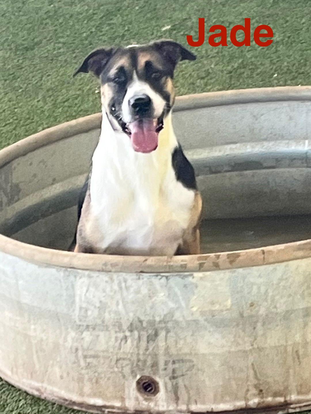 Jade — thumbnail 2