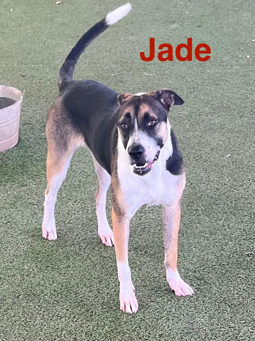 Jade — thumbnail 3