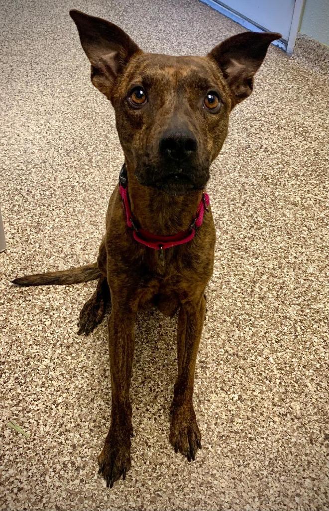 Stevie, Adopted, Adult Female Mountain Cur.