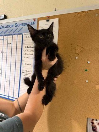 Enlarge Pepe Le Pew, an adopted Domestic Long Hair in Williamsport, PA image 1/1