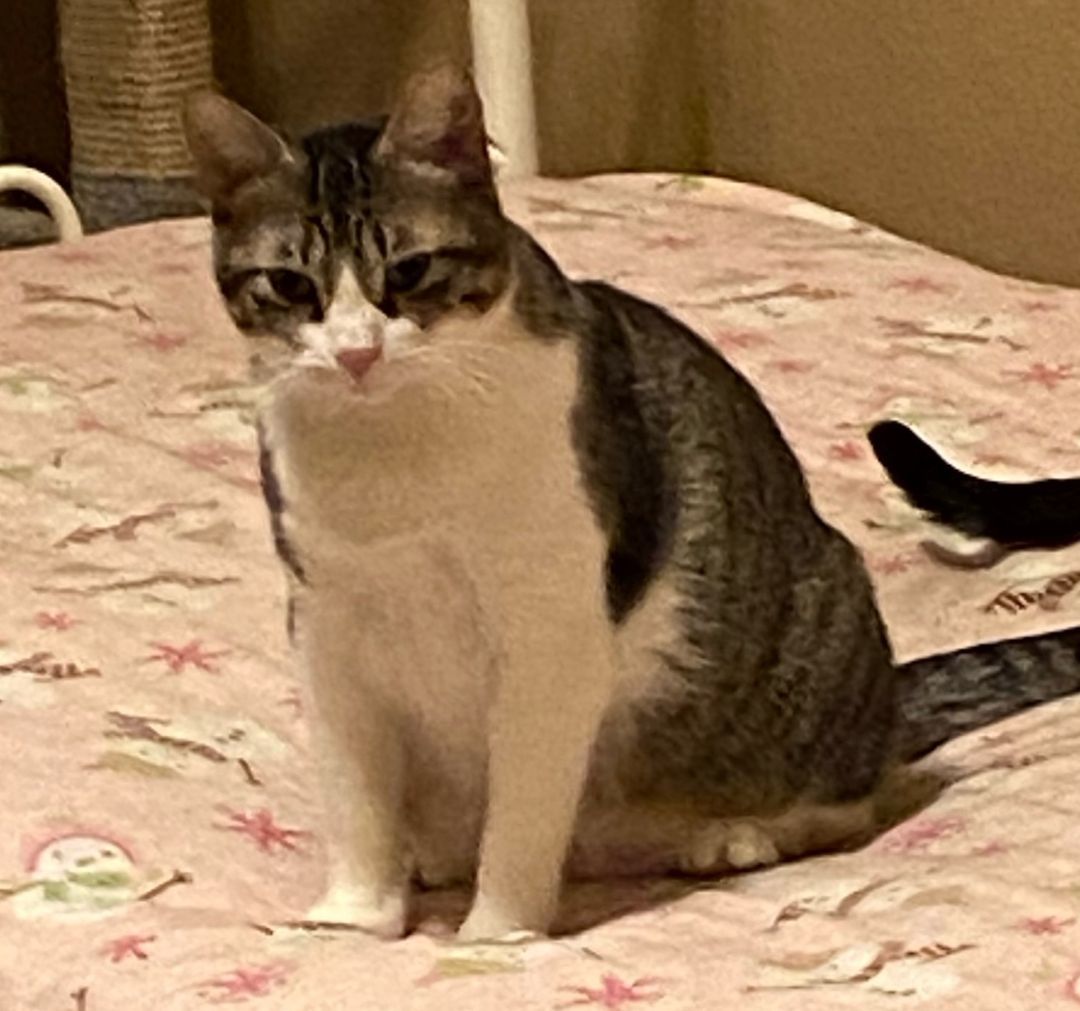 Stella #momma-of-Melanie 2