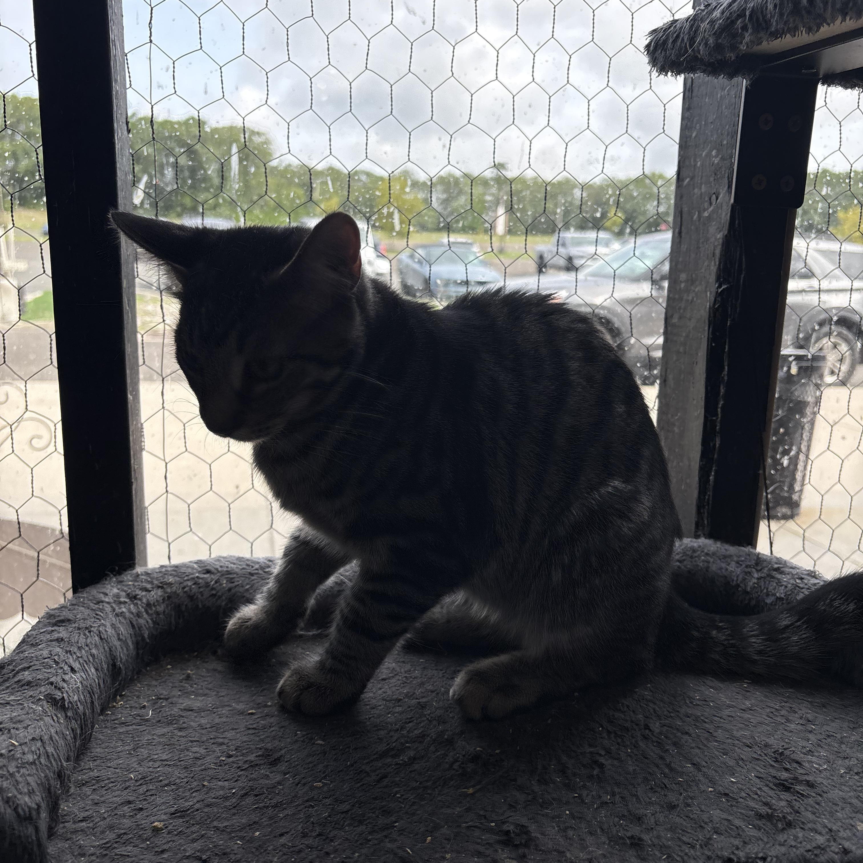 Fluffernutter, Adopted, Kitten Male Tabby.