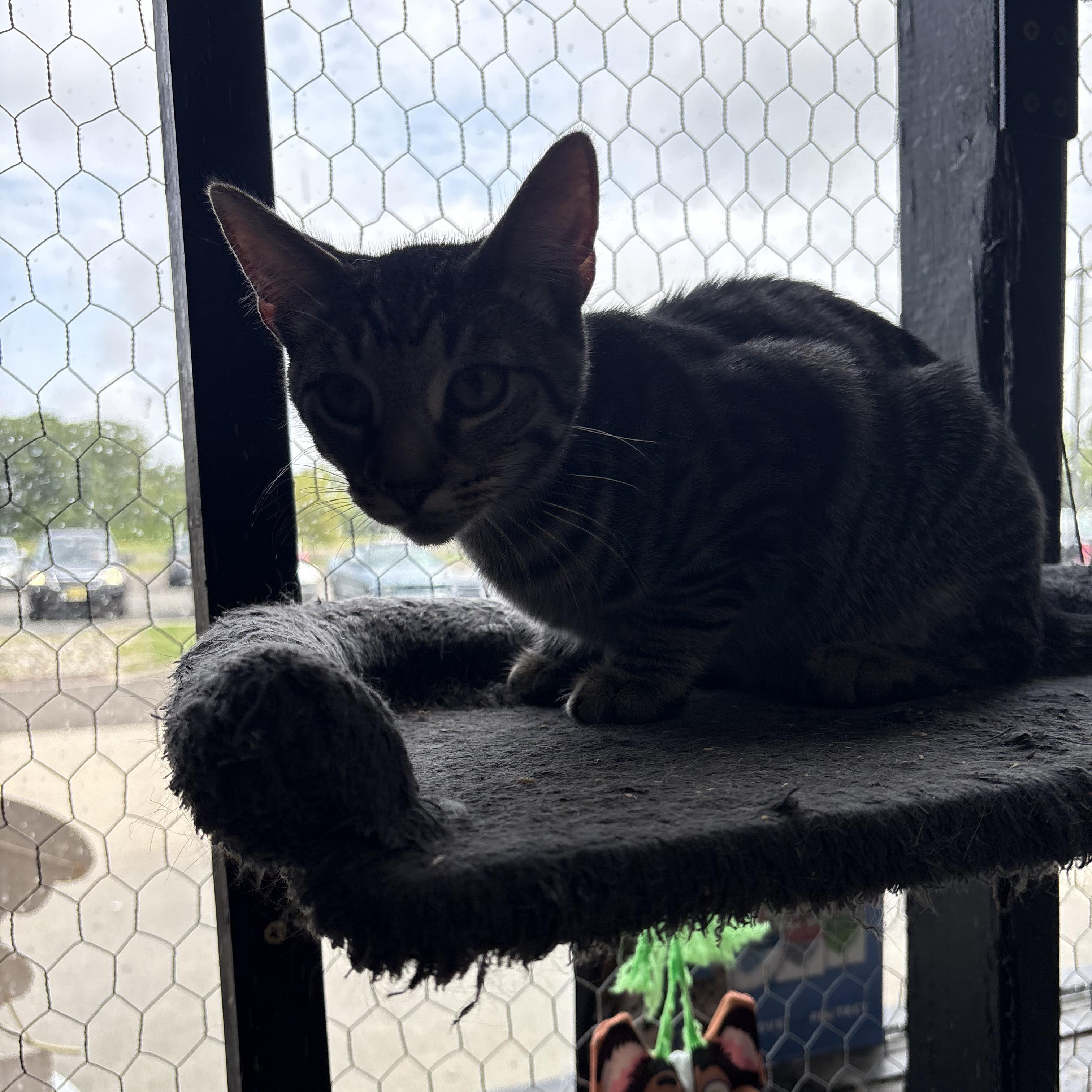 Enlarge Fluffernutter, a Adopted Tabby in Galloway, NJ image 3/3