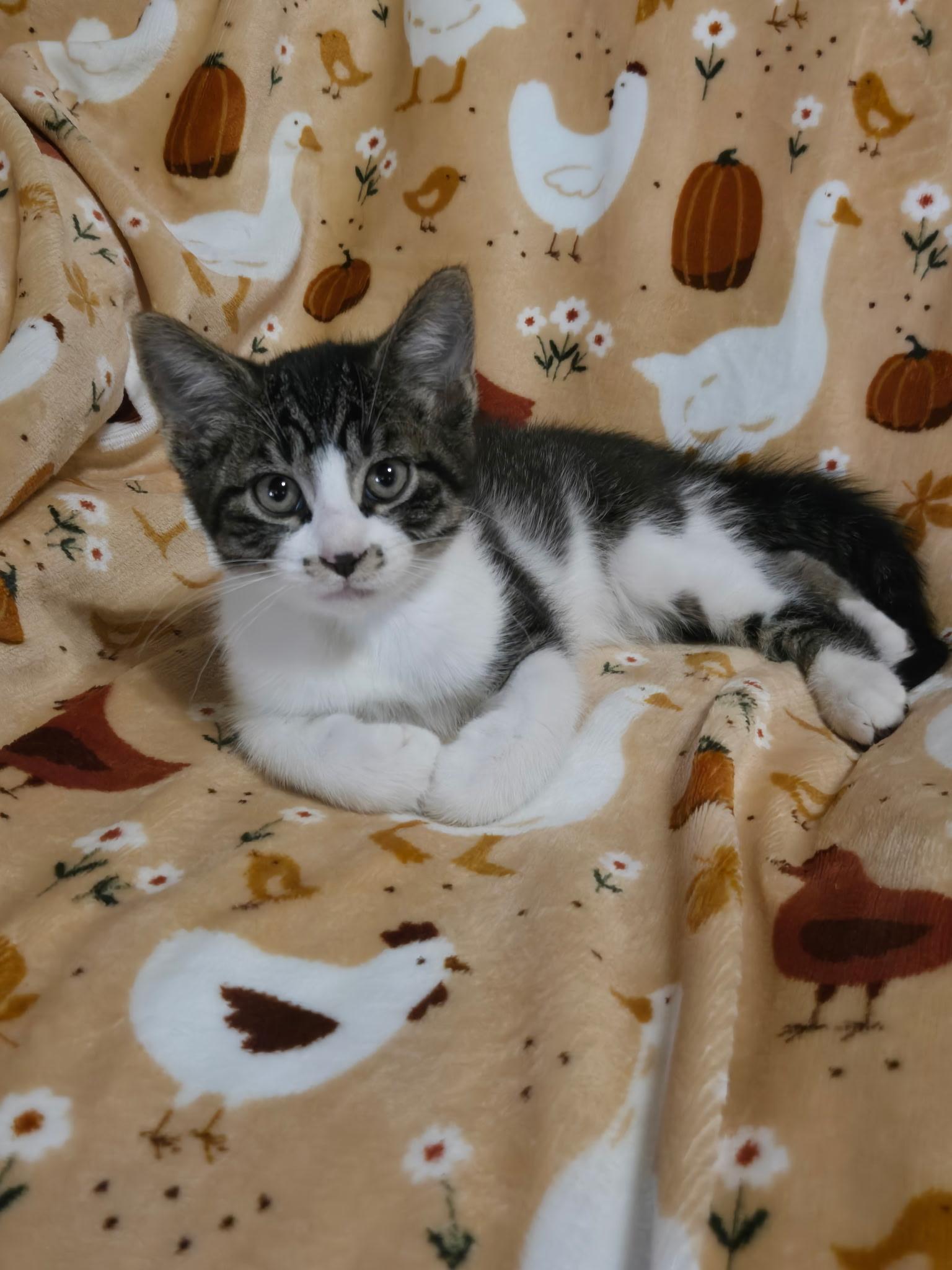 Freckles, Adoptable, Kitten Male American Shorthair.
