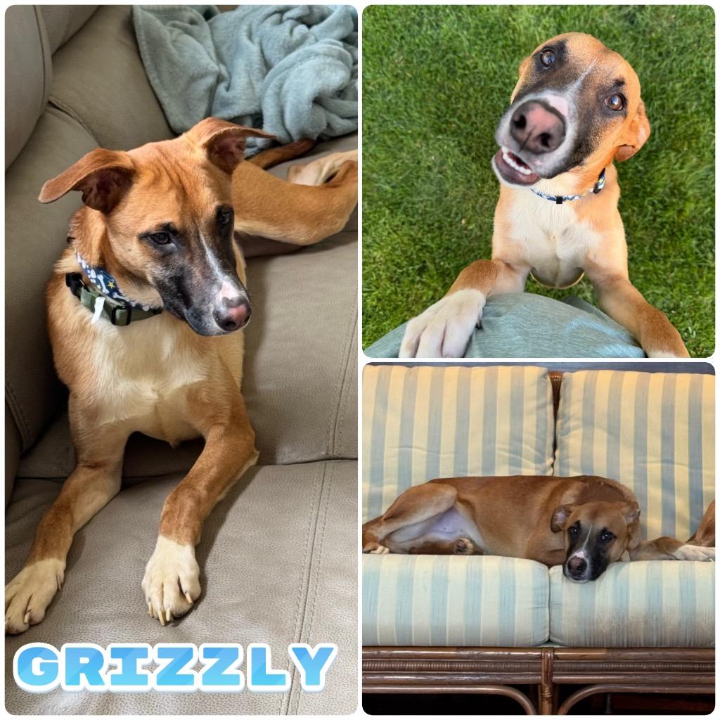 Grizzly - Call for Appt Fee Waived, Adoptable, Young Male Mountain Cur & Australian Shepherd.