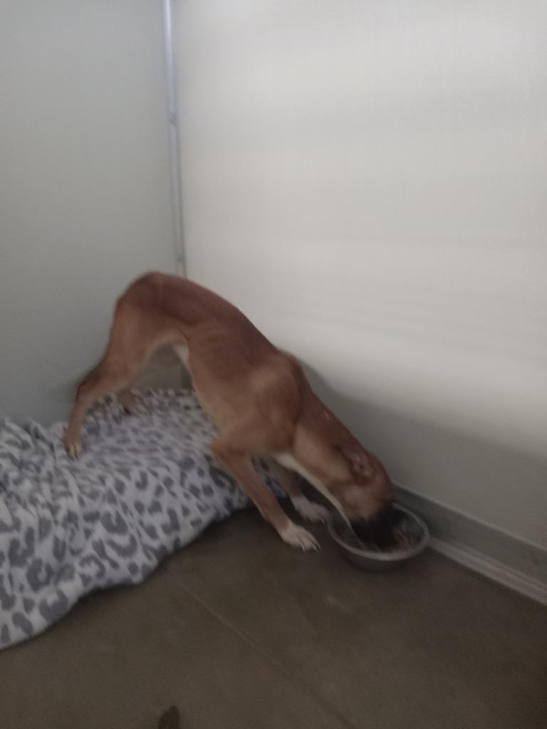 Enlarge Grizzly - Call for Appt - Fee Waived, a Adoptable mixed breed in Pierceton, IN image 3/4