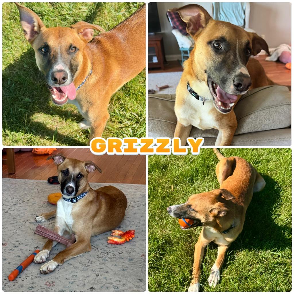Enlarge Grizzly - Call for Appt Fee Waived, a Adoptable mixed breed in Pierceton, IN image 3/4