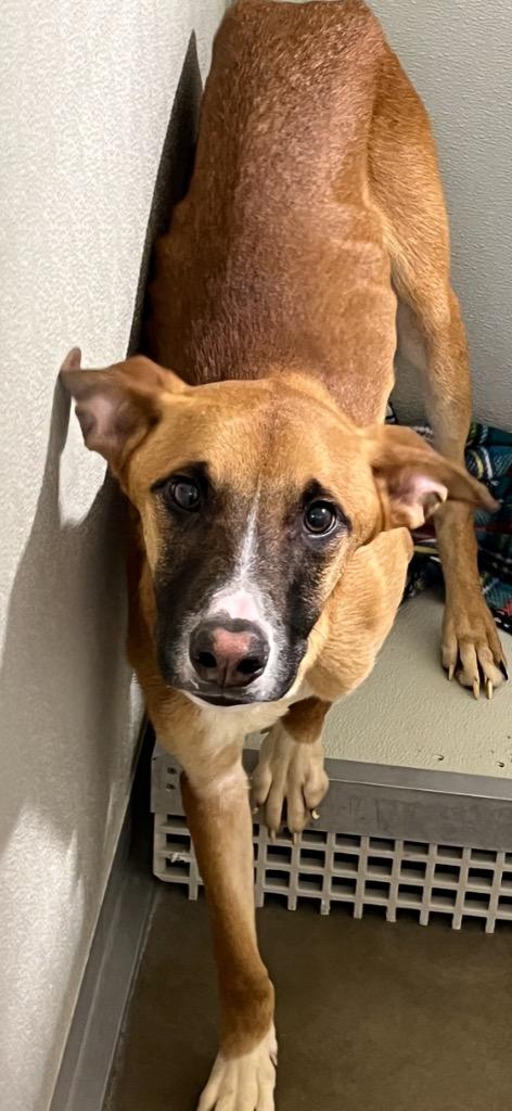 Enlarge Grizzly - Call for Appt - Fee Waived, a Adoptable mixed breed in Pierceton, IN image 4/4