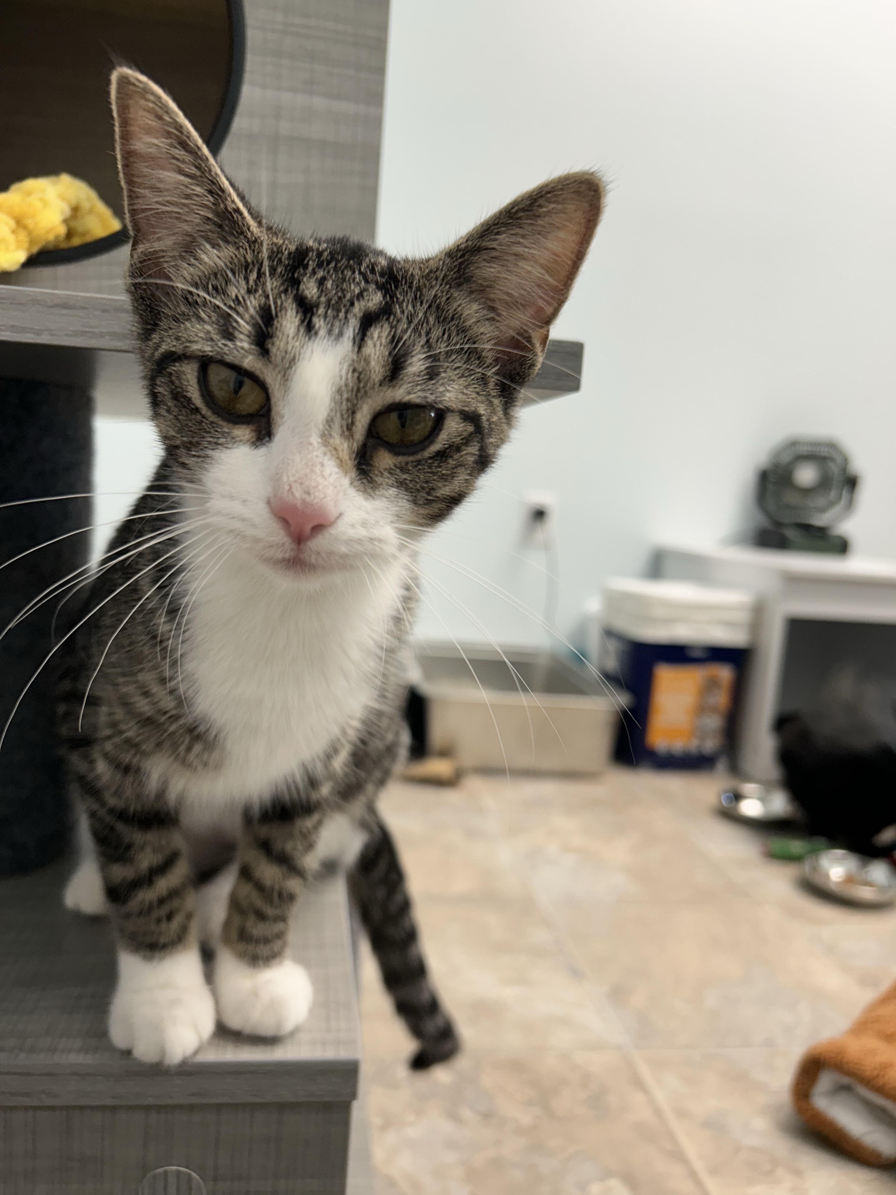 Enlarge Sharona - ADOPTION PENDING, an adopted Tabby in Grand Rapids, MI image 2/6