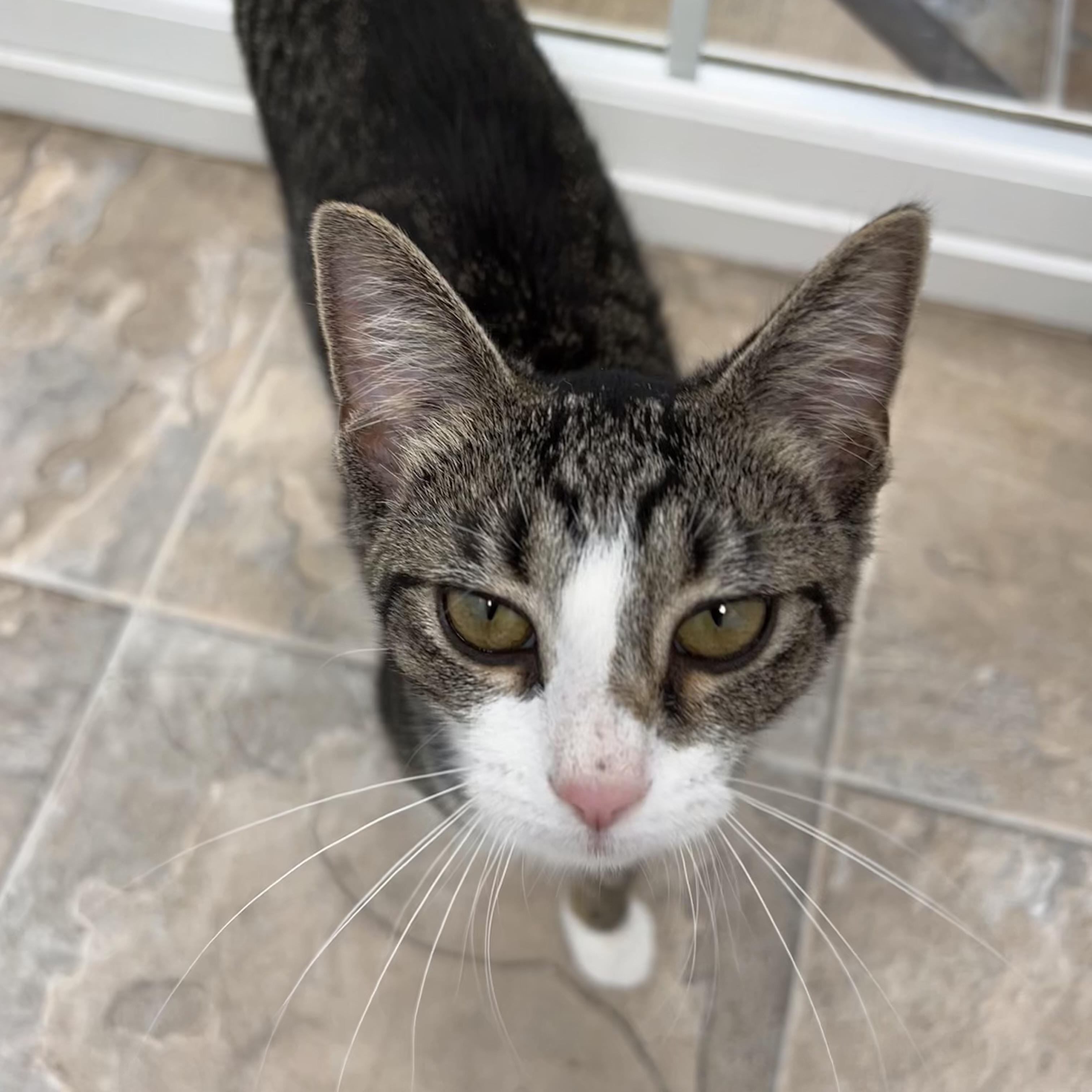 Enlarge Sharona - ADOPTION PENDING, an adopted Tabby in Grand Rapids, MI image 4/6