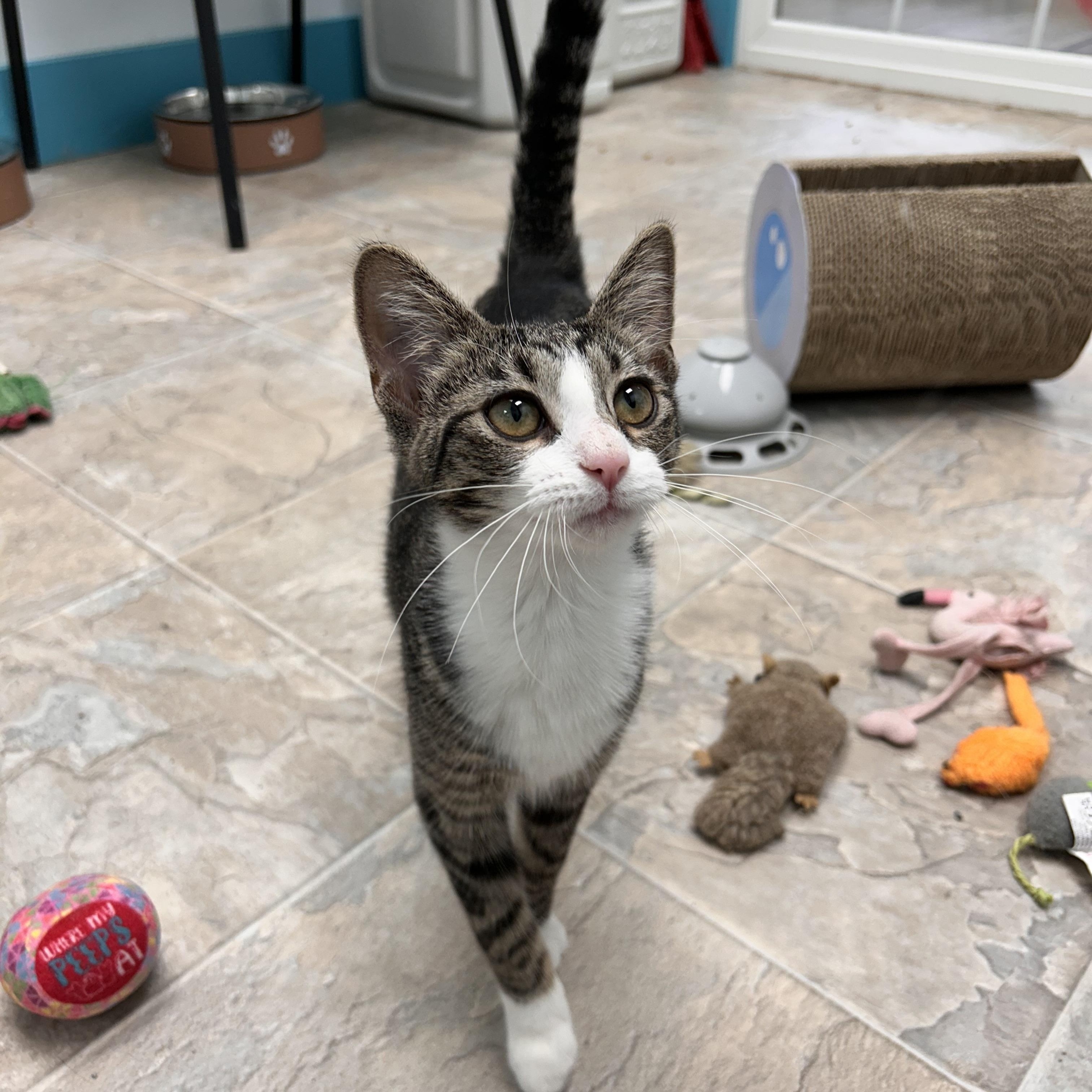 Enlarge Sharona - ADOPTION PENDING, an adopted Tabby in Grand Rapids, MI image 5/6