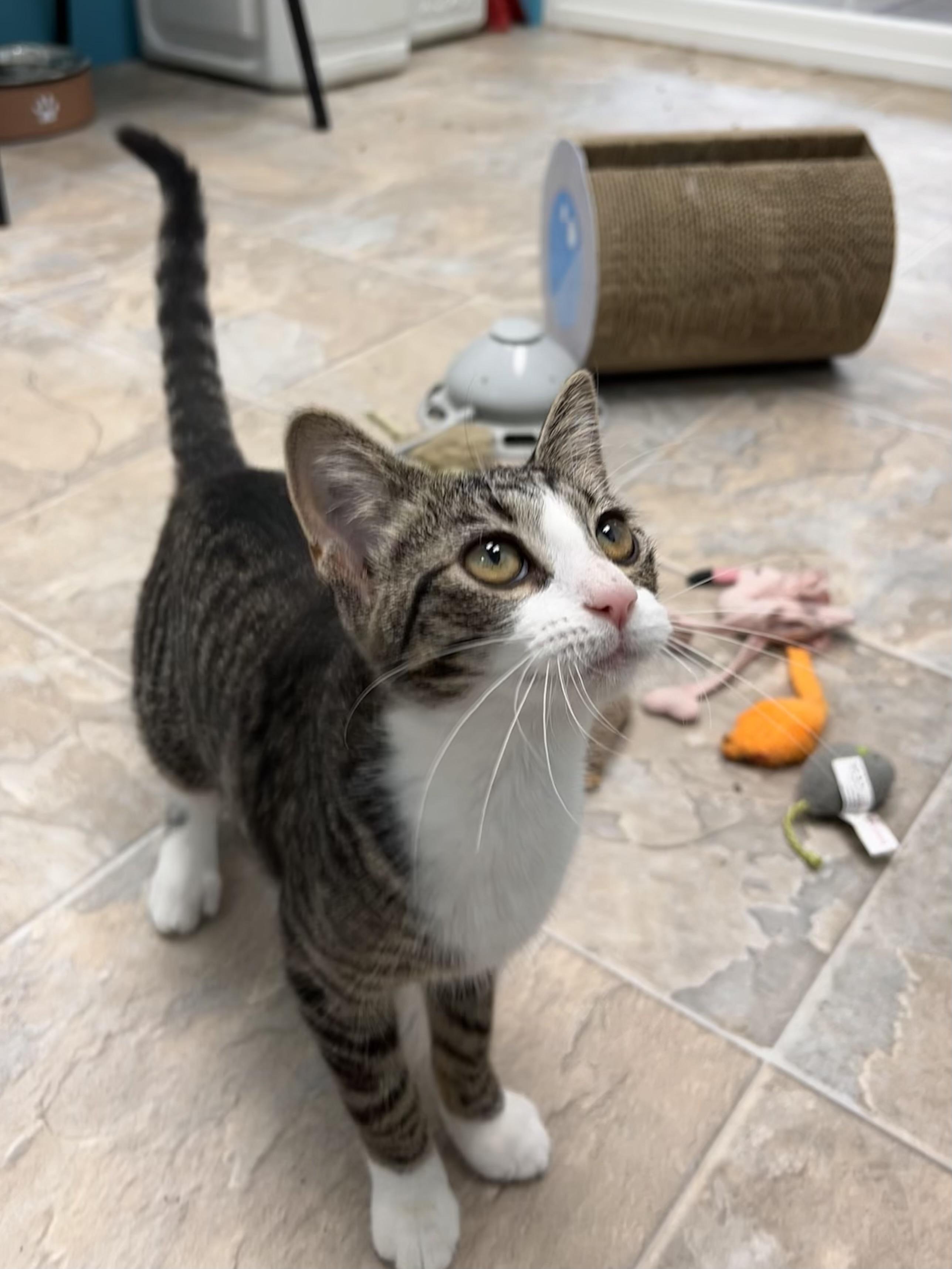 Enlarge Sharona - ADOPTION PENDING, an adopted Tabby in Grand Rapids, MI image 3/6