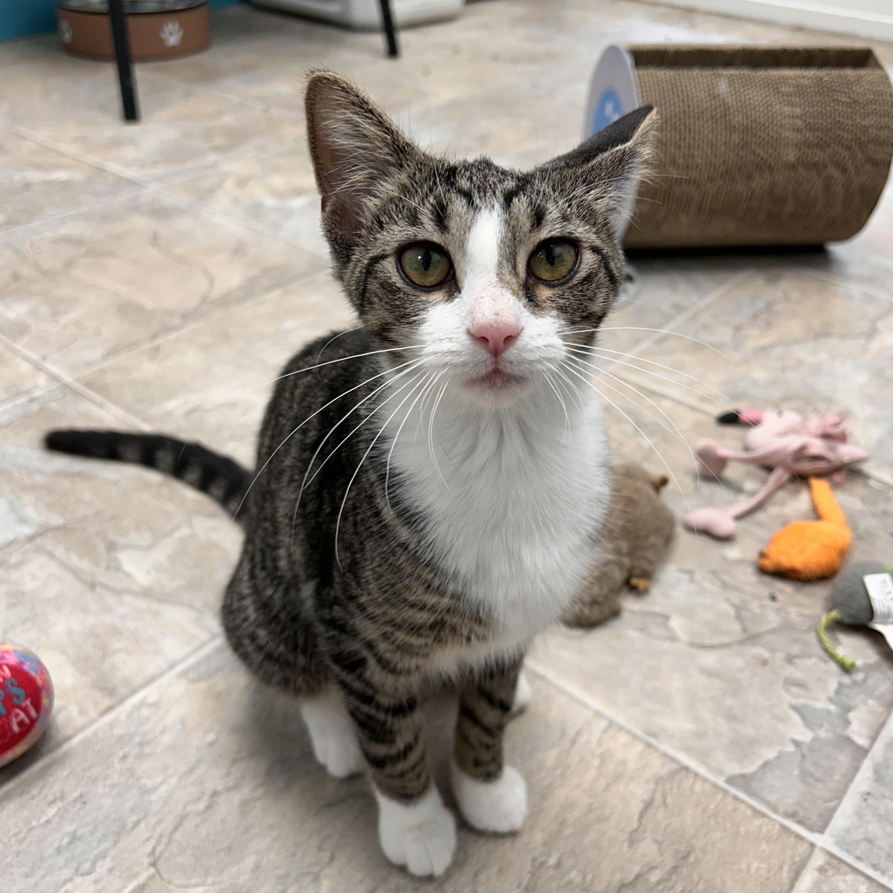 Sharona - ADOPTION PENDING, adopted, Kitten Female Tabby.