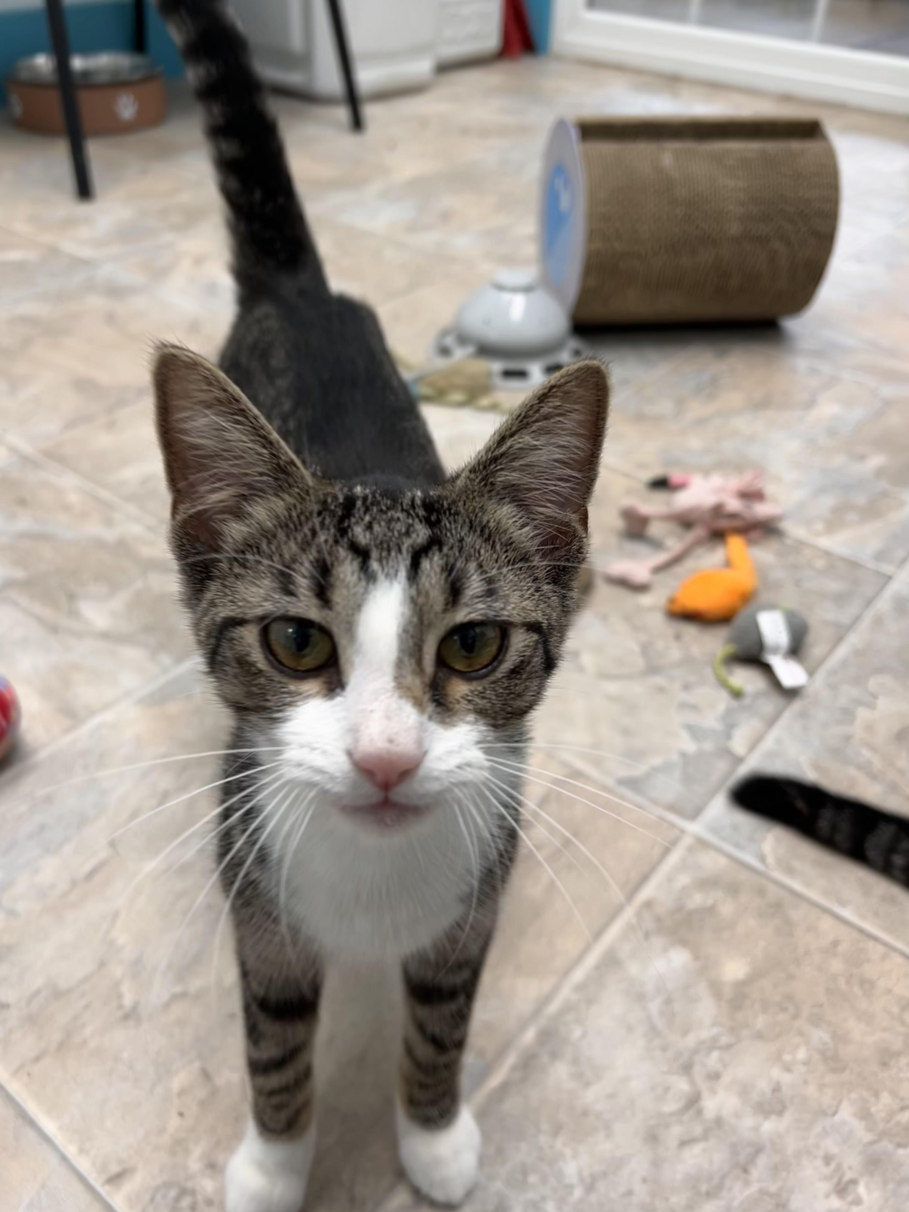 Enlarge Sharona - ADOPTION PENDING, an adopted Tabby in Grand Rapids, MI image 6/6