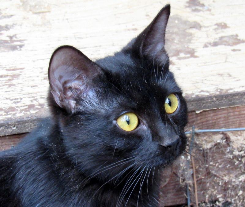Juanita, an adoptable Domestic Short Hair in Newport, WA, 99156 | Photo Image 2