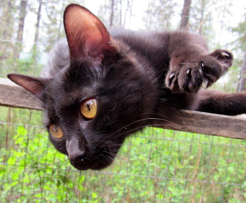 Juanita, an adoptable Domestic Short Hair in Newport, WA, 99156 | Photo Image 1