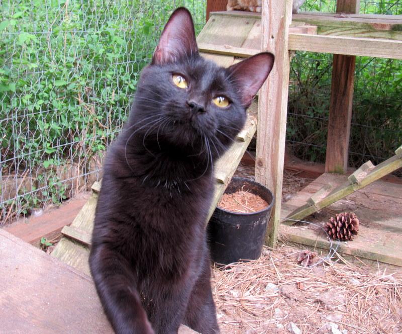 Juanita, an adoptable Domestic Short Hair in Newport, WA, 99156 | Photo Image 4