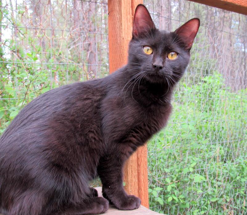 Juanita, an adoptable Domestic Short Hair in Newport, WA, 99156 | Photo Image 5