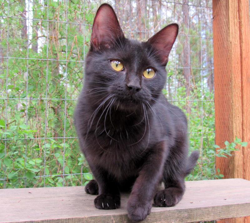 Juanita, an adoptable Domestic Short Hair in Newport, WA, 99156 | Photo Image 6