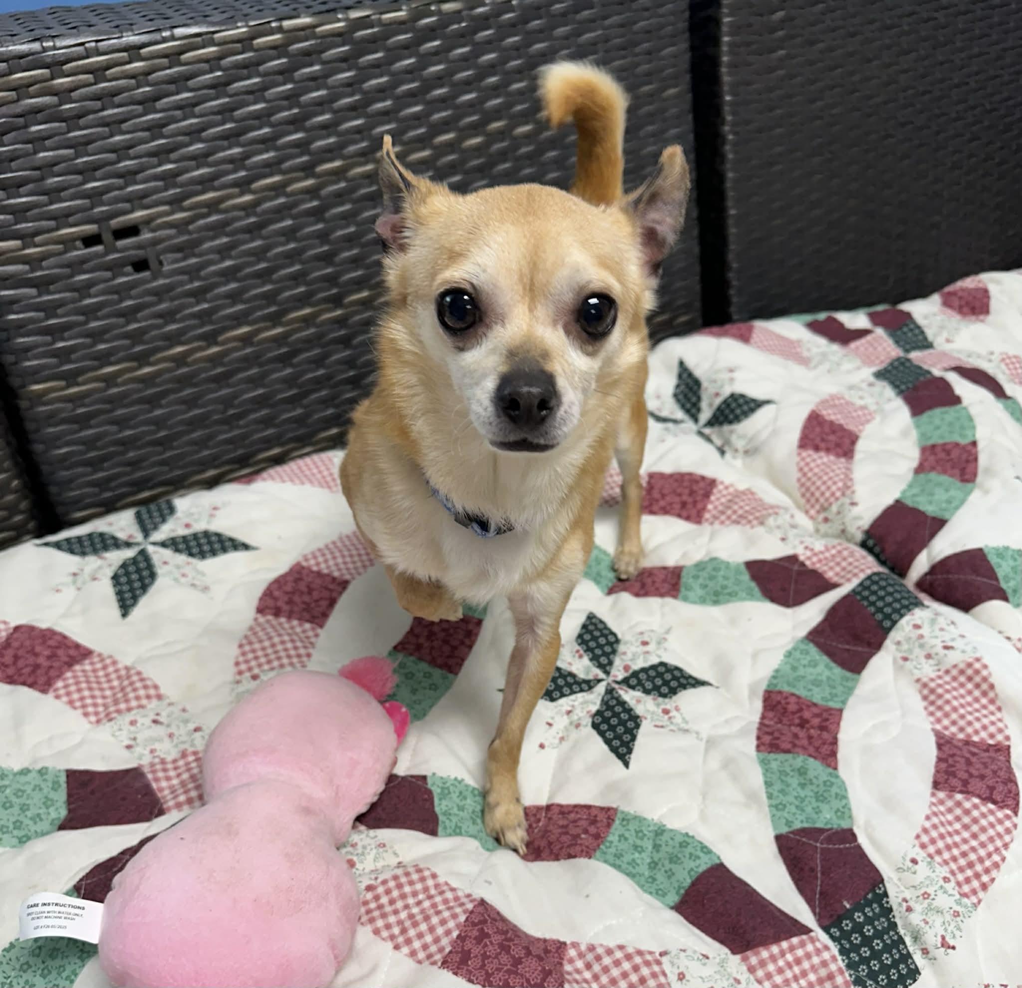 Enlarge Sauce, an adopted Chihuahua in Sunderland, MD image 3/5