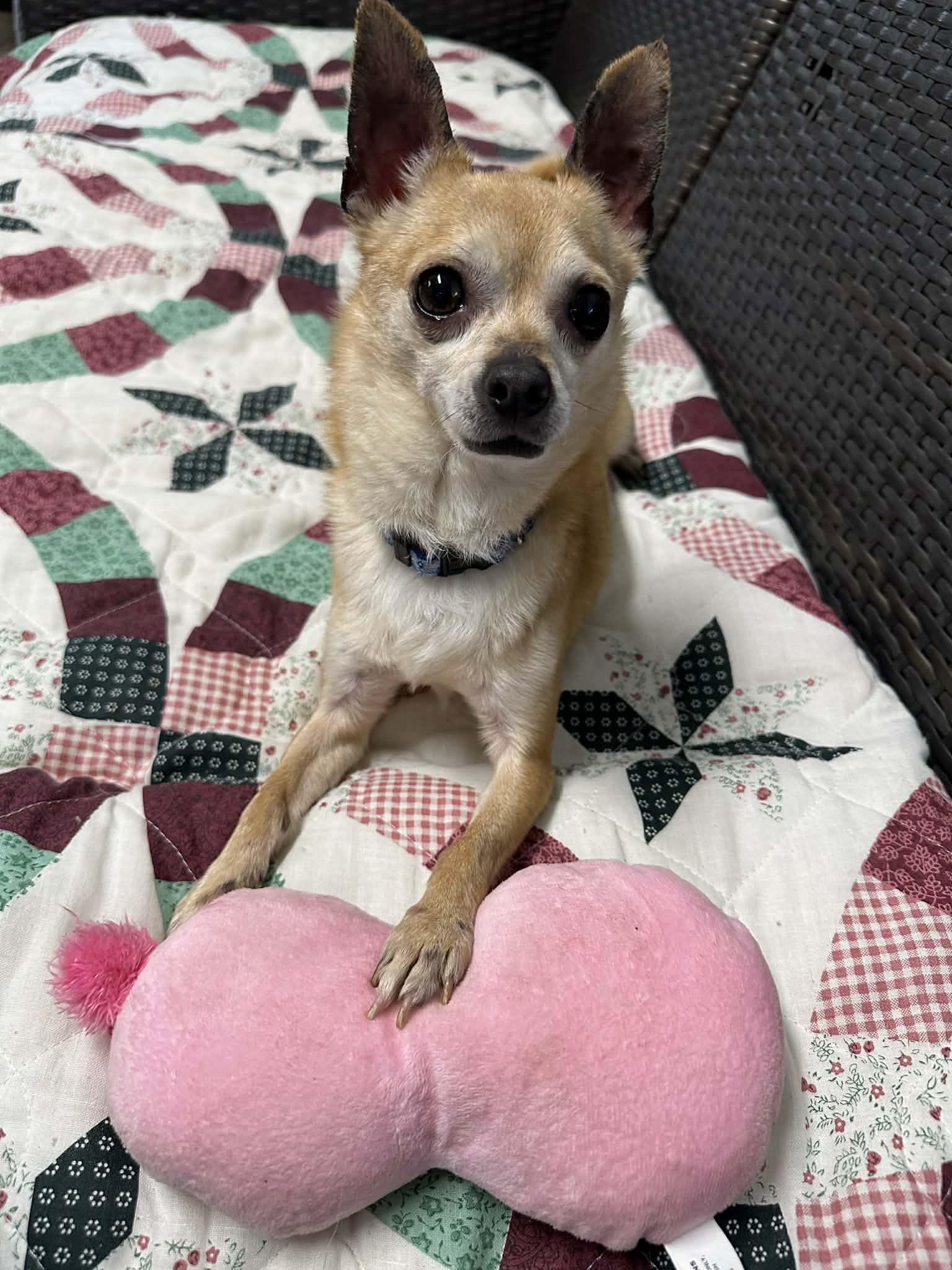 Enlarge Sauce, an adopted Chihuahua in Sunderland, MD image 5/5