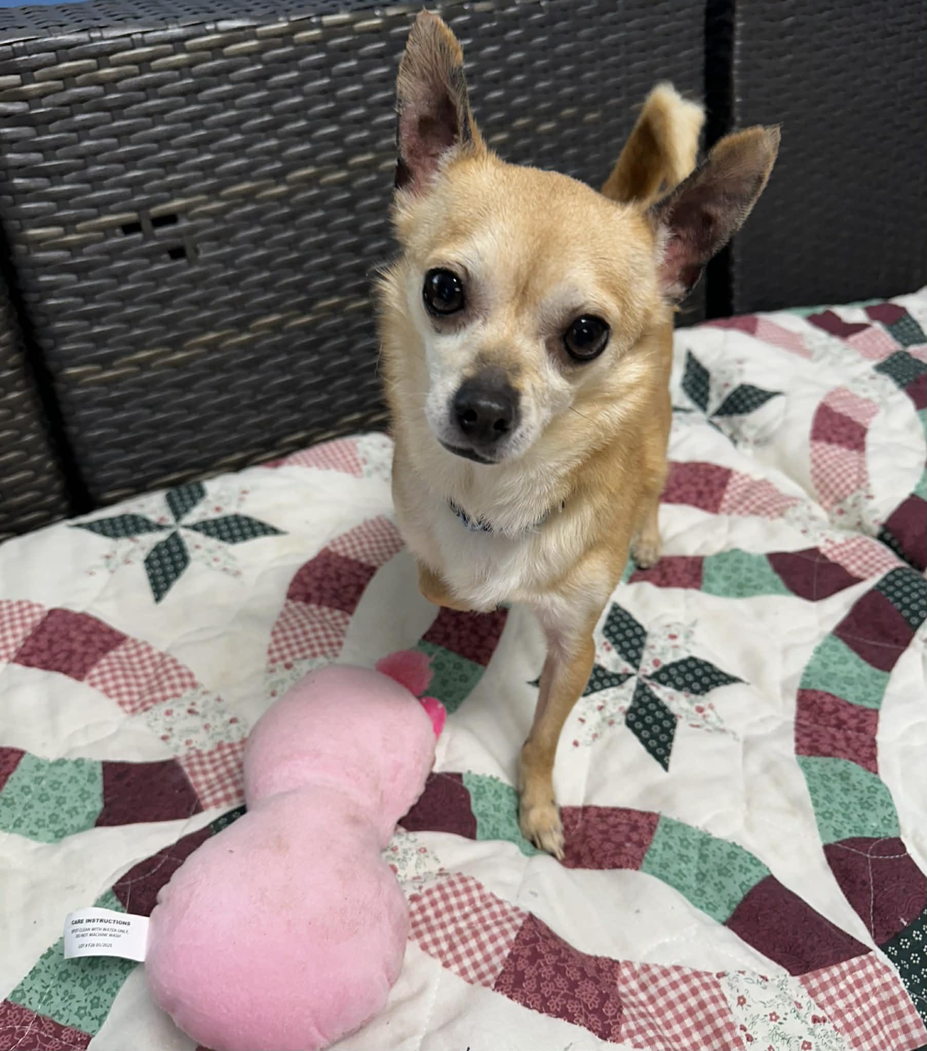 Enlarge Sauce, an adopted Chihuahua in Sunderland, MD image 1/5