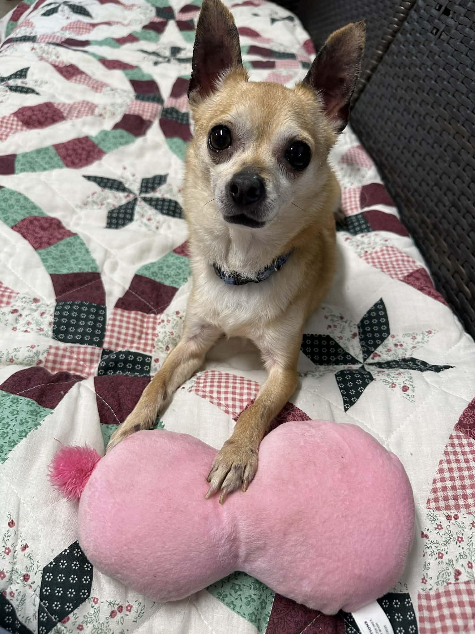 Enlarge Sauce, an adopted Chihuahua in Sunderland, MD image 4/5