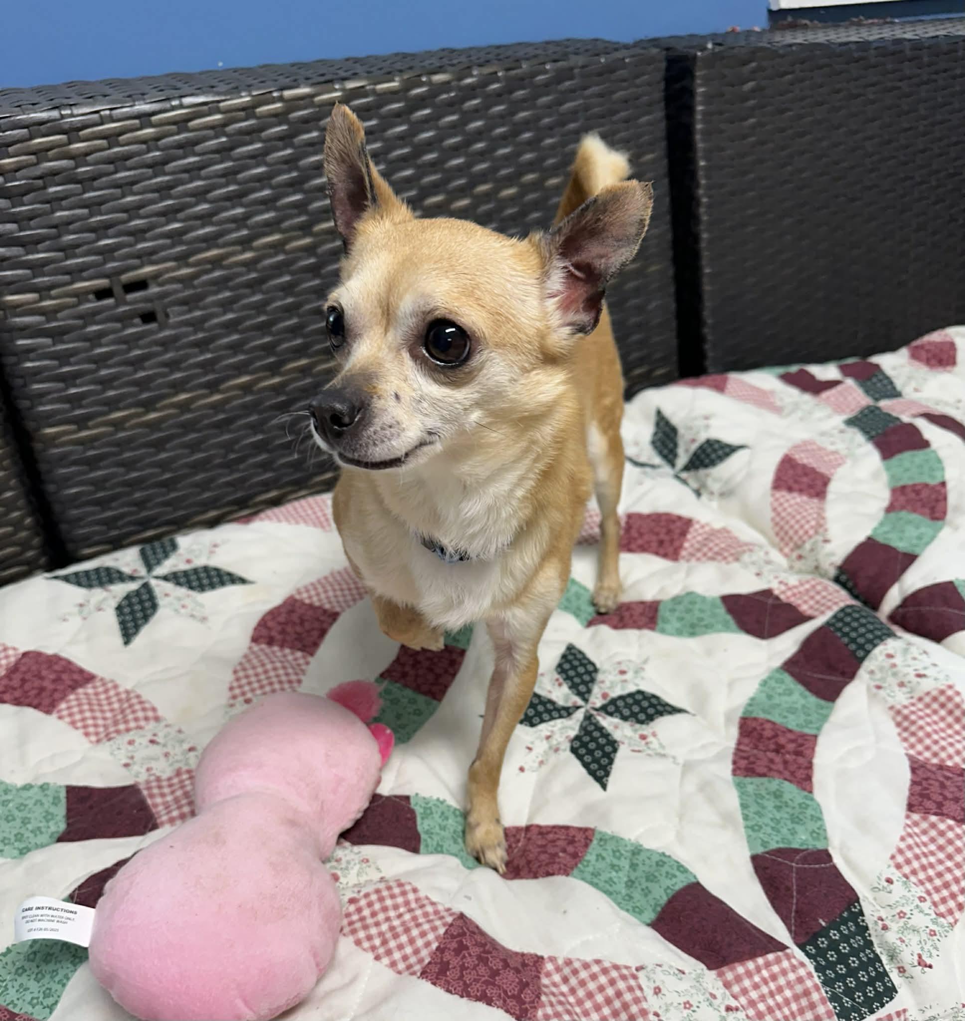 Enlarge Sauce, an adopted Chihuahua in Sunderland, MD image 2/5