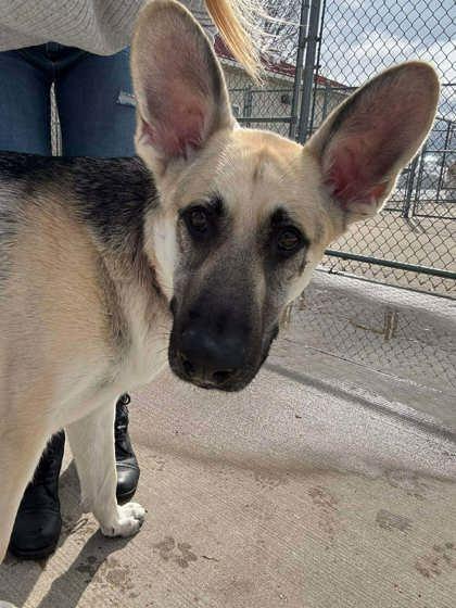 Chase, Adoptable, Adult Male Australian Shepherd & Border Collie.