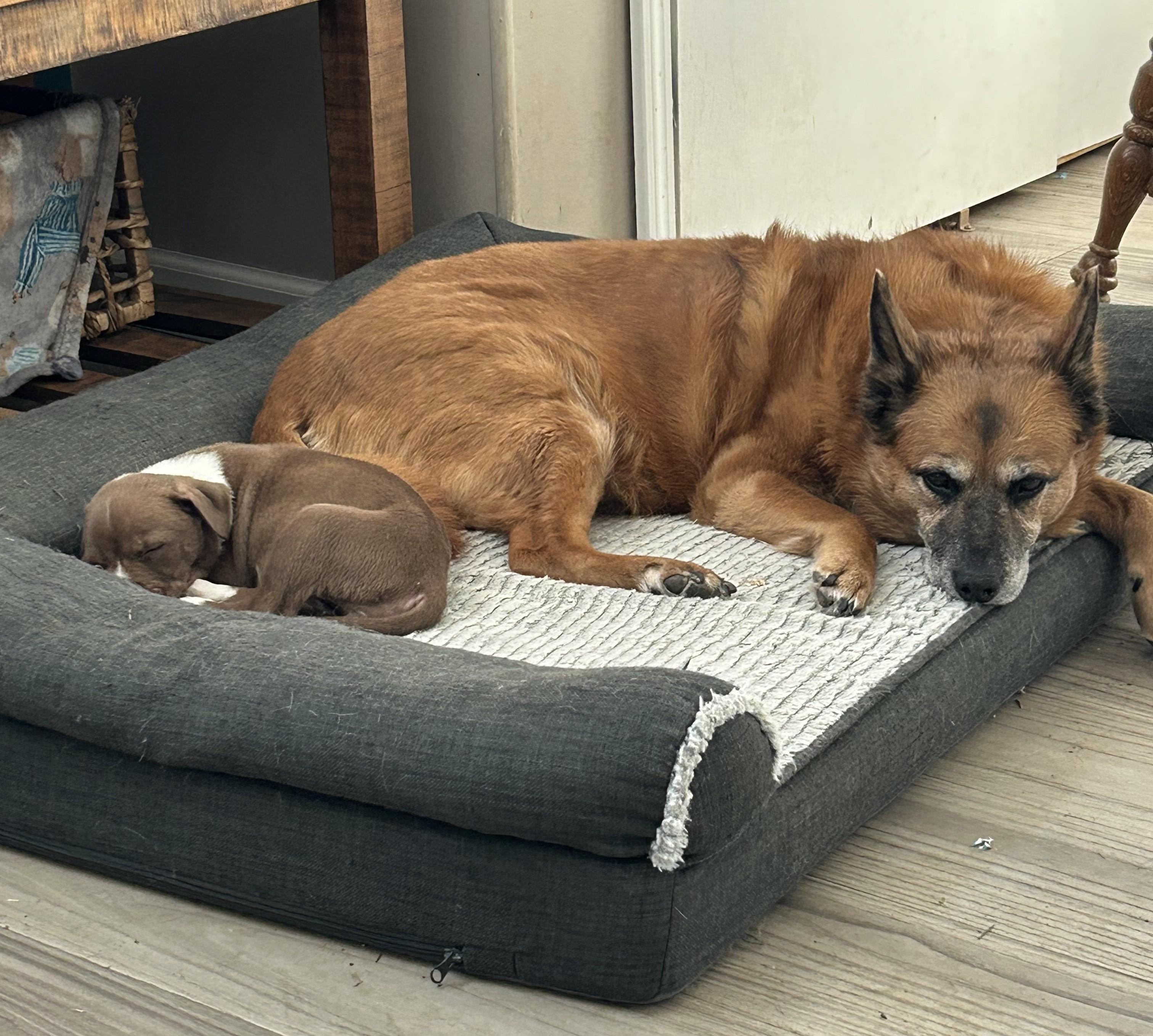 Enlarge Praline, a ADOPTABLE mixed breed in Schaumburg, IL image 2/5