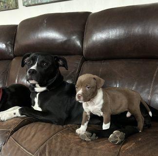 Enlarge Praline, a ADOPTABLE mixed breed in Schaumburg, IL image 5/5