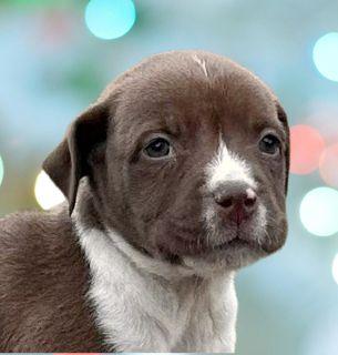 Enlarge Praline, a ADOPTABLE mixed breed in Schaumburg, IL image 1/5