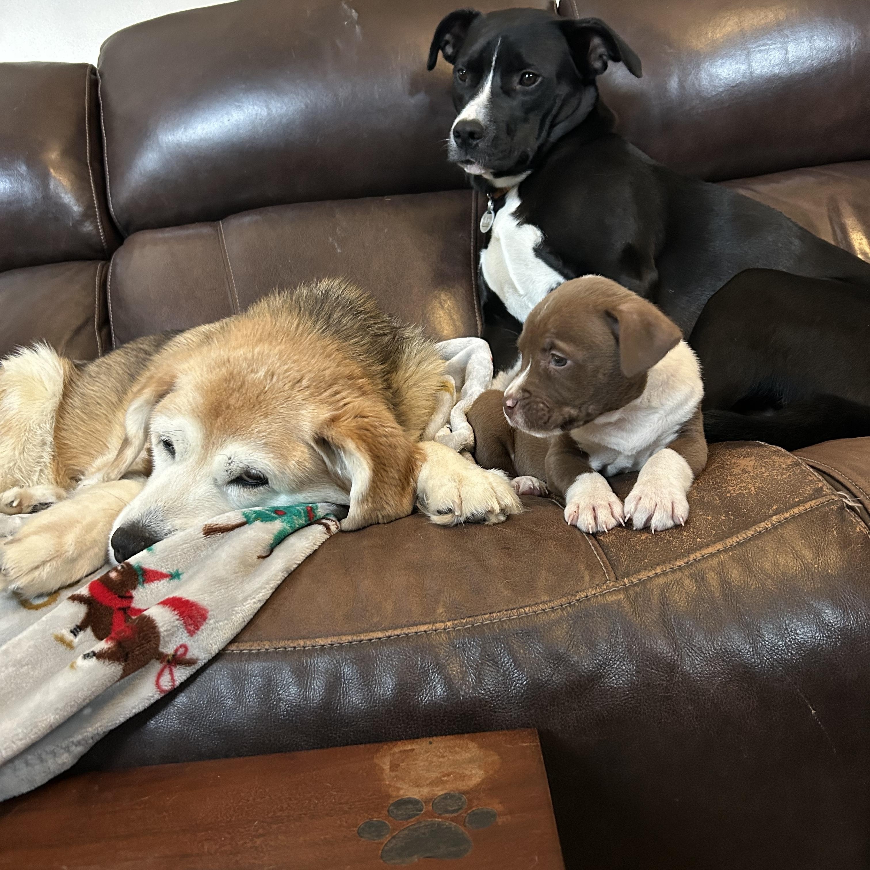 Enlarge Praline, a ADOPTABLE mixed breed in Schaumburg, IL image 3/5