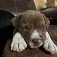 Enlarge Praline, a ADOPTABLE mixed breed in Schaumburg, IL image 4/5