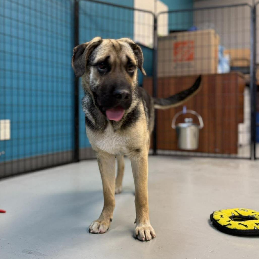 Juniper, a Adoptable Mixed Breed in Bend, OR image 1/6