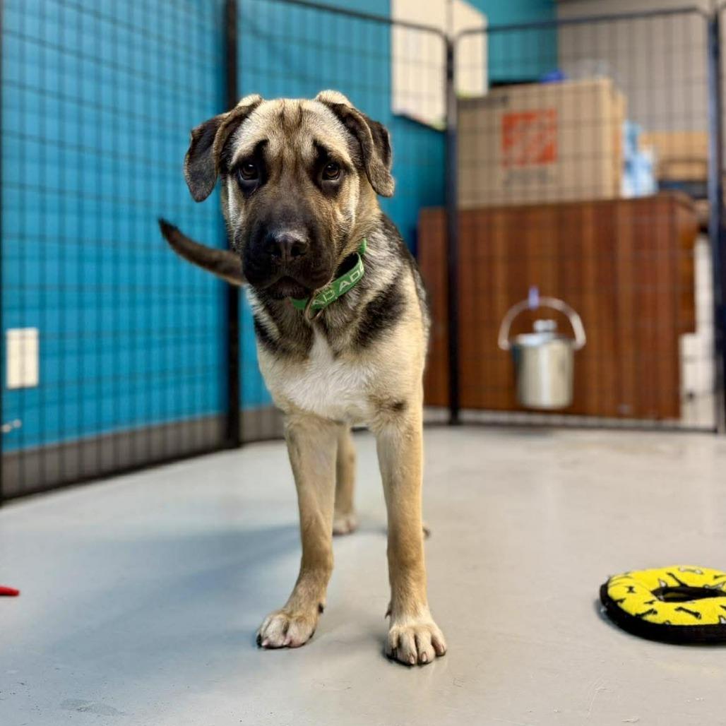 Juniper, a Adoptable Mixed Breed in Bend, OR image 2/6