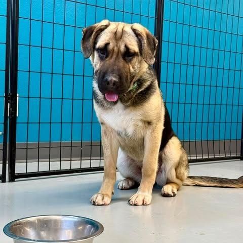 Juniper, a Adoptable Mixed Breed in Bend, OR image 3/6