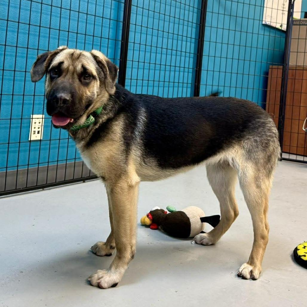 Juniper, a Adoptable Mixed Breed in Bend, OR image 4/6