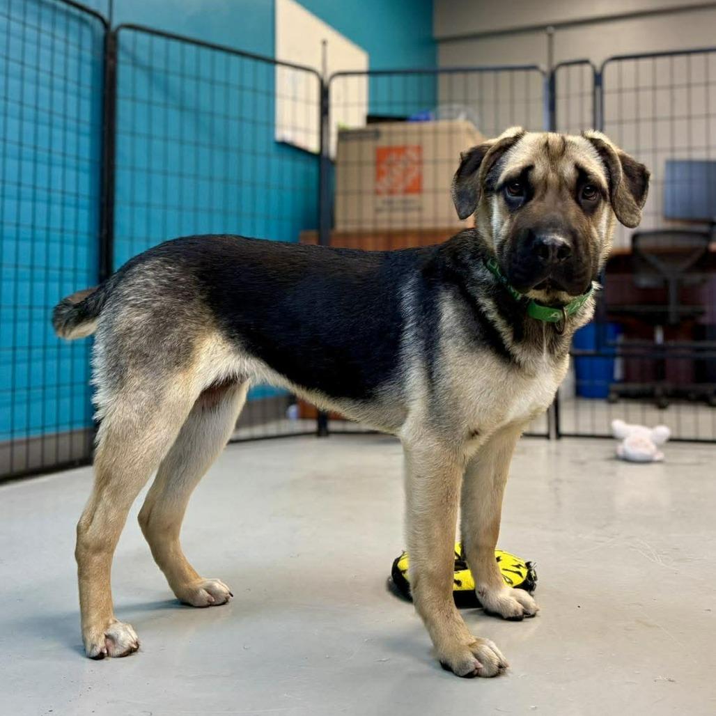 Juniper, a Adoptable Mixed Breed in Bend, OR image 5/6