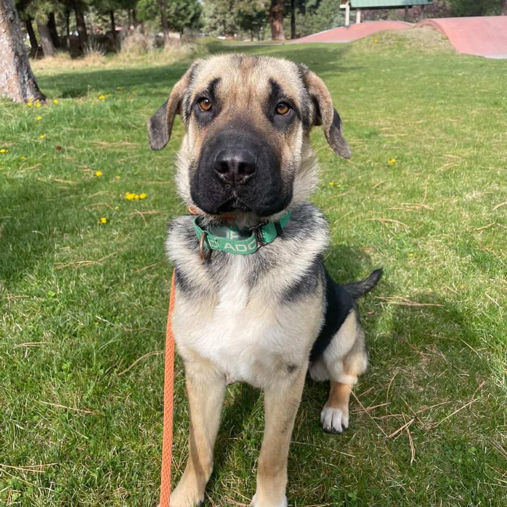 Juniper, a Adoptable Mixed Breed in Bend, OR image 6/6