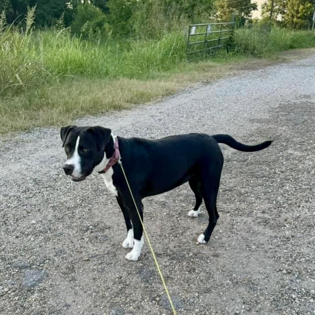 Enlarge Sammy, a Adoptable Mixed Breed in Natchitoches, LA image 2/6