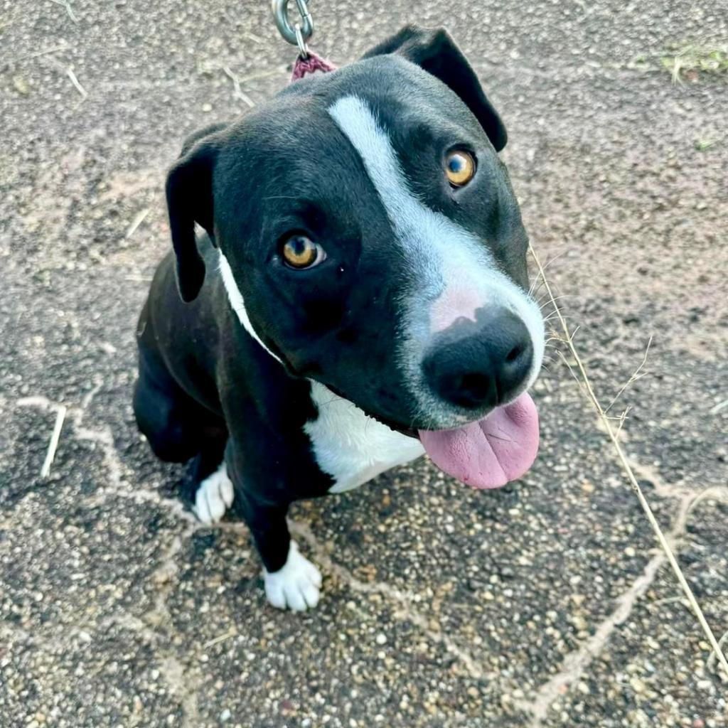 Sammy, a Adoptable Mixed Breed in Natchitoches, LA image 2/6